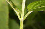 Heartleaf hedgenettle